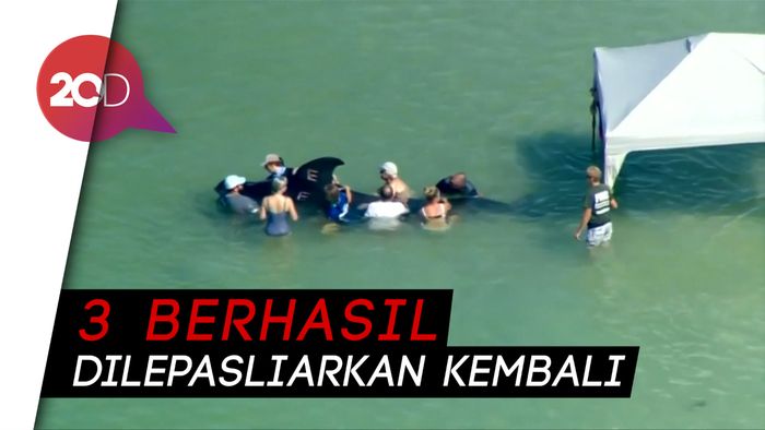 Penyelamatan Heroik 5 Paus Terdampar di Florida