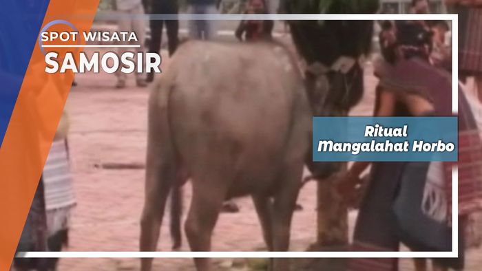 Ritual Mangalahat Horbo Samosir        