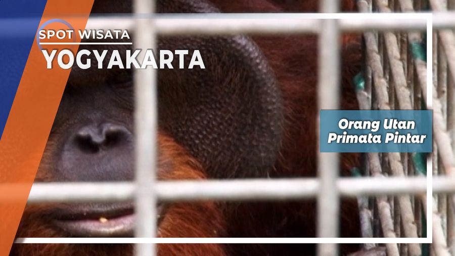 Orangutan Primata Pintar, Yogyakarta       