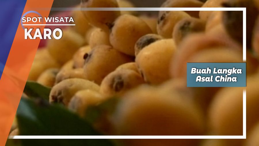 Biwa Buah Langka Asal China di Karo   