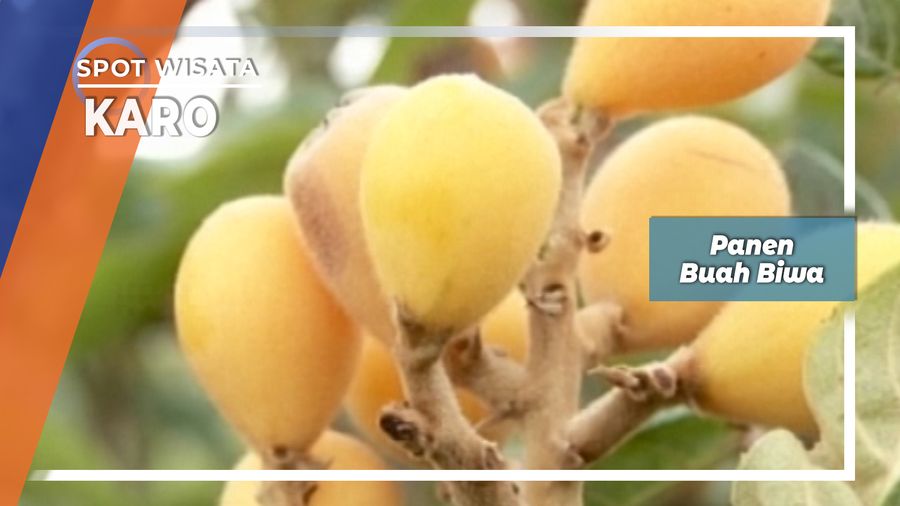 Panen Buah Biwa Karo   