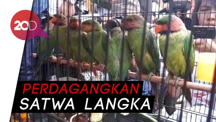 2 Penjual Buaya dan Kancil via Medsos Dibekuk!