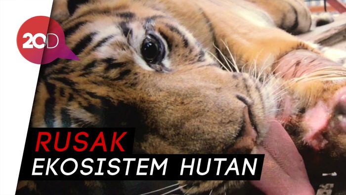 KLHK Temukan 3.285 Jerat Kawat Pemburu Harimau