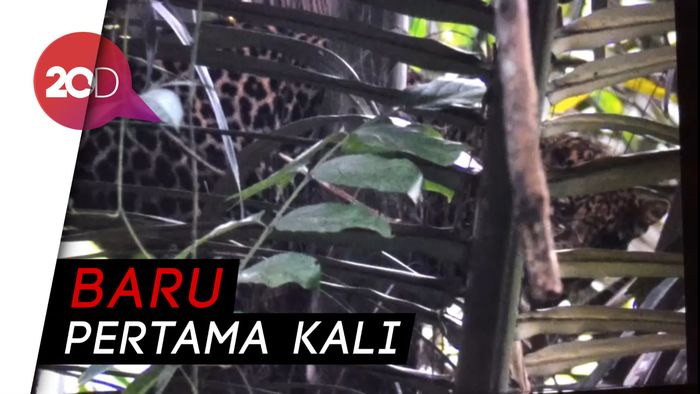 Penampakan Macan Tutul di Perkebunan Warga Tasikmalaya