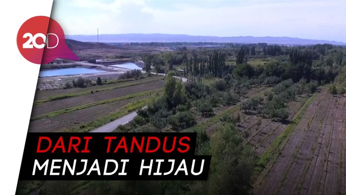 Upaya China Menghijaukan Gurun Pasir Terluas