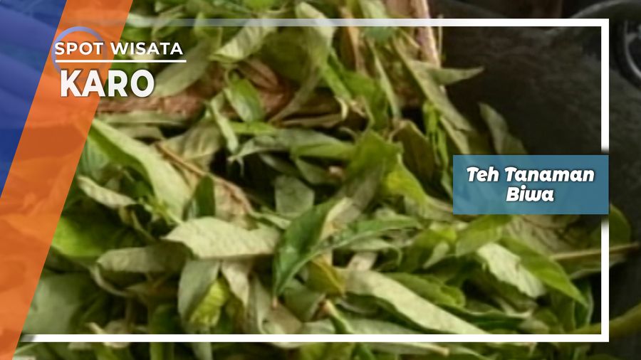 Teh Tanaman Biwa, Karo