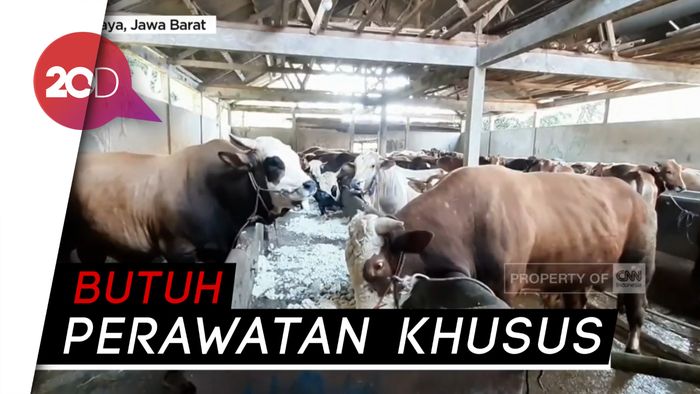 Jelang Hari Raya Kurban, Sapi Jumbo Seharga Mobil Bekas Laku Terjual