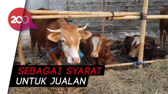 Pak Anies, Ada Camat Minta Jatah Sapi ke Pedagang Kurban!