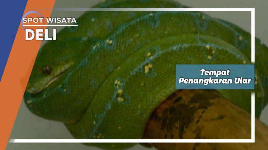 Penangkaran Ular Deli Serdang