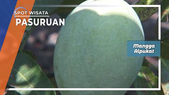 Mangga Alpukat Pasuruan