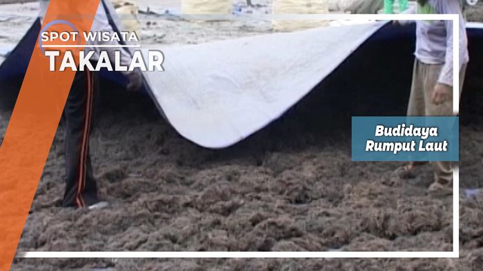 Budidaya Rumput Laut Desa Ujung Baji Takalar