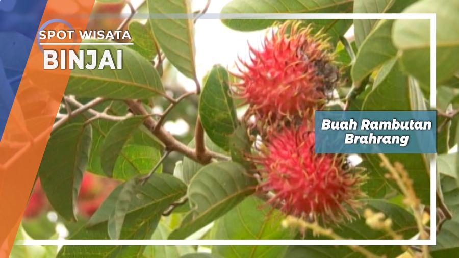 Brahrang Rambutan Manis Asal Binjai