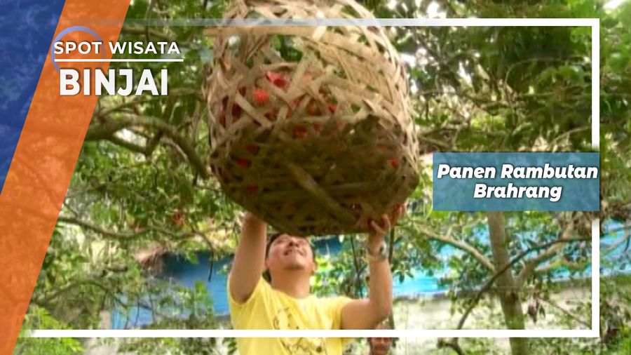 Panen Rambutan Brahrang Bersama Semut Di Binjai 