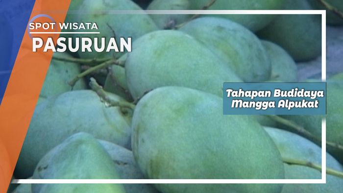 Mangga Klonal, Budidaya Unggulan Kebun Di Pasuruan