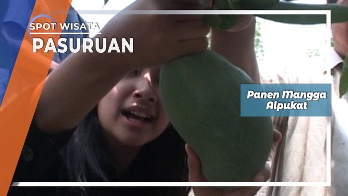 Rahasia Memetik Mangga Pasuruan 