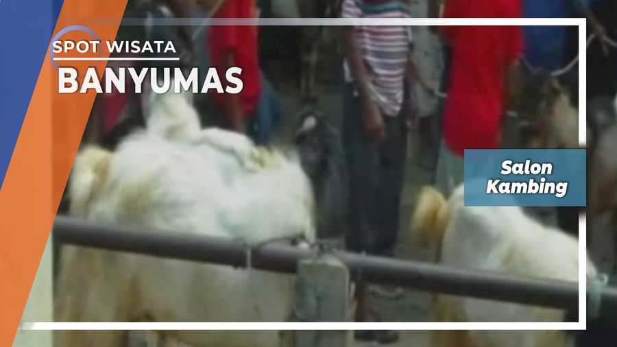 Salon Kambing Banyumas  