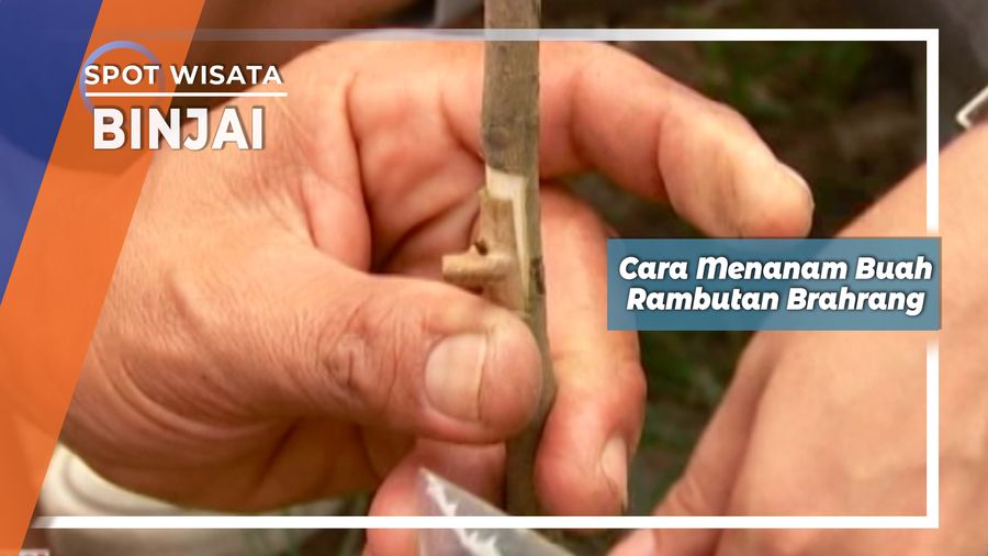 Cara Menanam Buah Rambutan Brahrang Binjai  