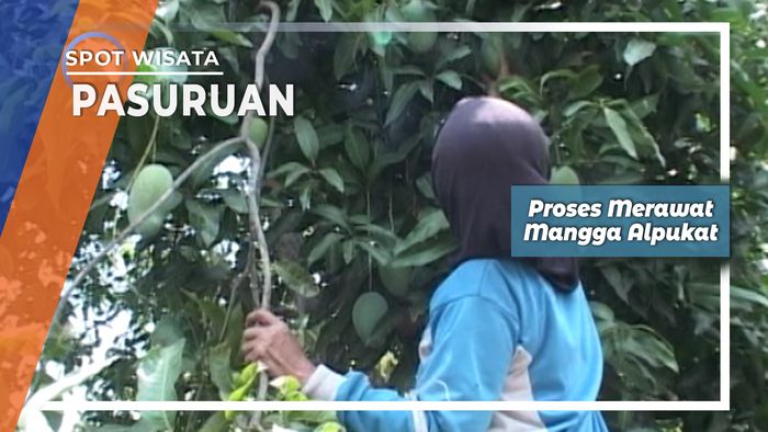 Proses Merawat Mangga Alpukat, Pasuruan  