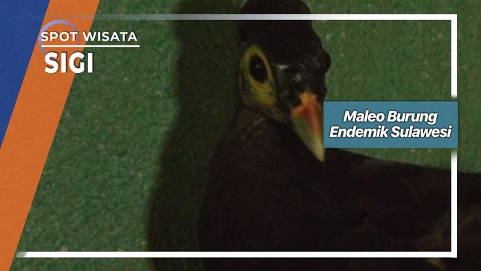 Maleo Burung Endemik Sulawesi di Sigi