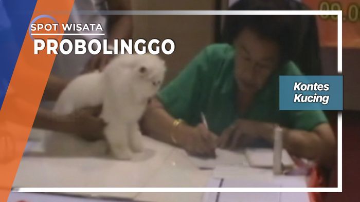 Kontes Kucing, Probolinggo   
