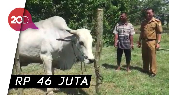Di Sultra, Jokowi Kurban Sapi Seberat 750 Kg
