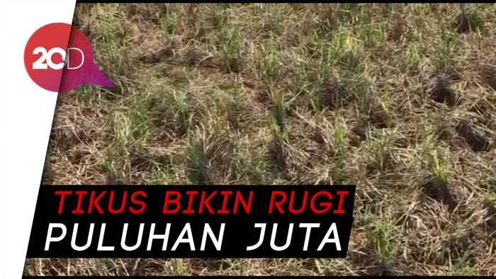 Gegara Hama Tikus, Petani di Konawe Selatan Gagal Panen