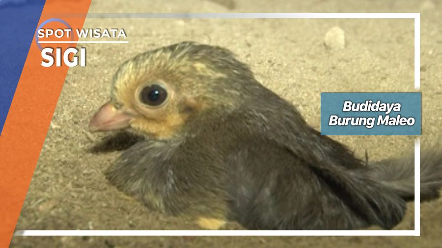 Budidaya Burung Maleo, Sigi   