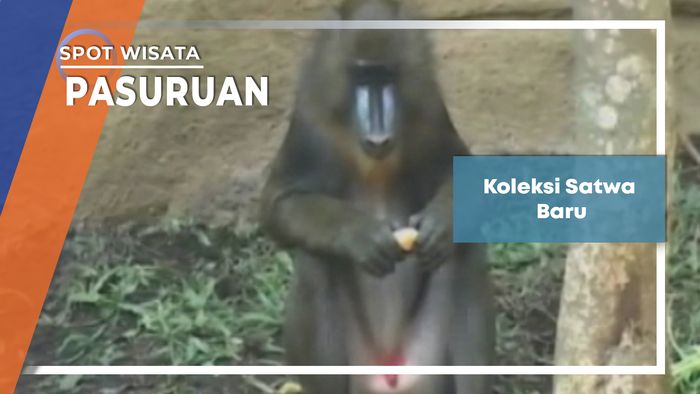 Koleksi Satwa Baru, Pasuruan