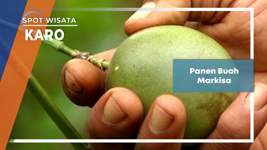 Panen Buah Markisa, Karo