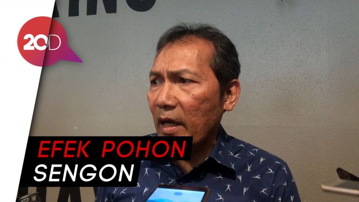 KPK Soroti Pohon Sengon Terkait Listrik Padam Massal