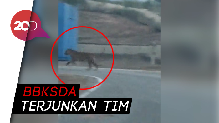 Ngeri! Harimau Berkeliaran di Ladang Minyak Riau