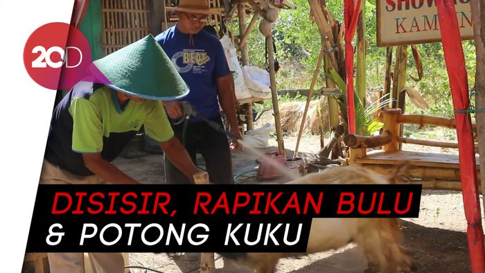 Showroom Unik di Ponorogo, Kambing Kurban Dimanjakan Bagai di Salon