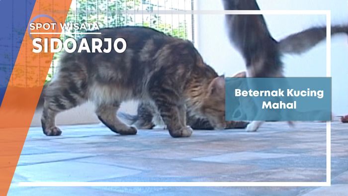 Bilik Asmara, Perkembangbiakan Kucing Mainecoon, Sidoarjo 