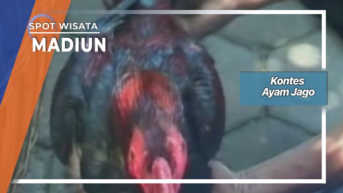 Kontes Ayam Jago, Madiun