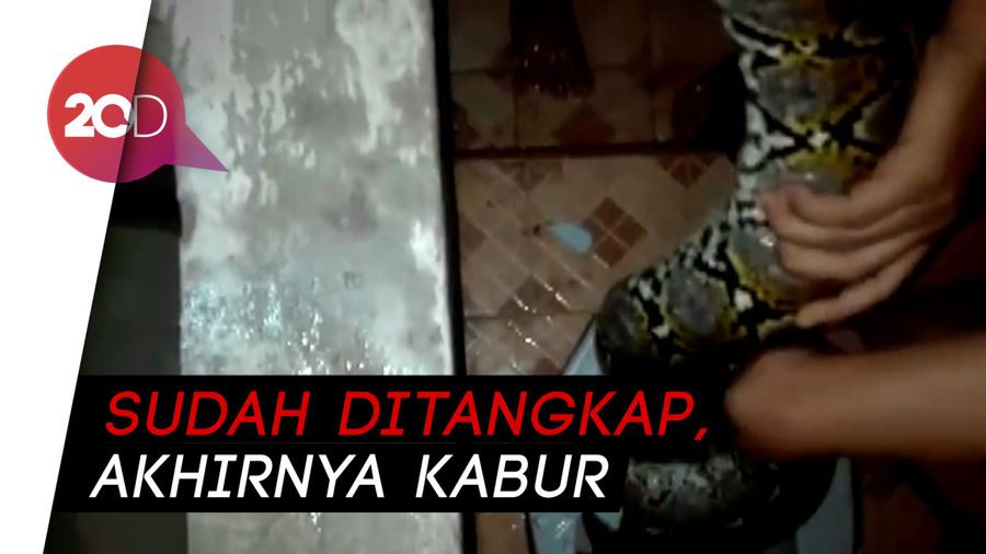 Hiii... Sanca Besar Mendadak Muncul dari Lubang WC Warga Jambi