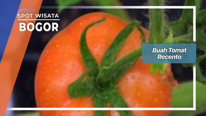 Buah Tomat Recento, Bogor       