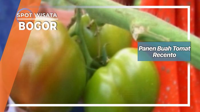 Panen Buah Tomat Recento, Bogor