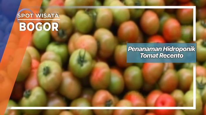 Penanaman Hidroponik Tomat Recento, Bogor