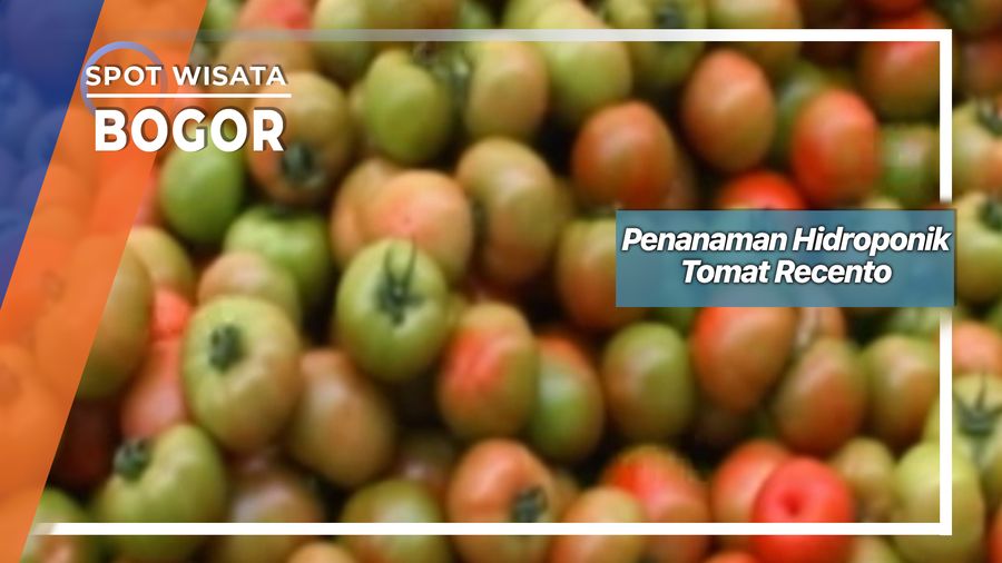 Penanaman Hidroponik Tomat Recento, Bogor