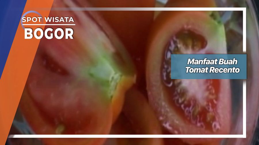 Manfaat Buah Tomat Recento, Bogor