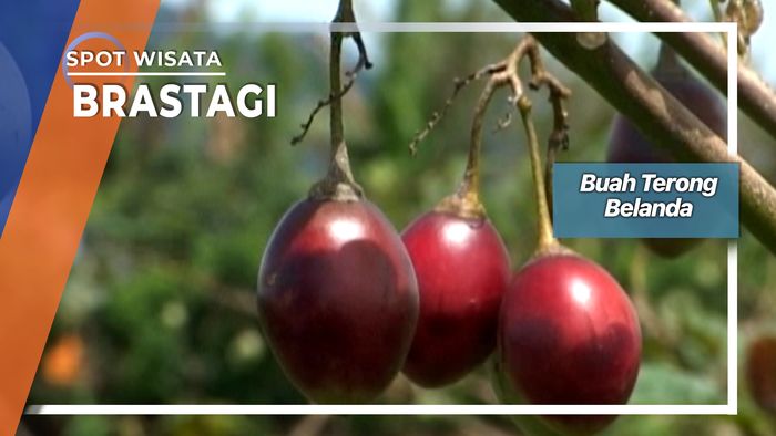 Buah Terong Belanda, Brastagi
