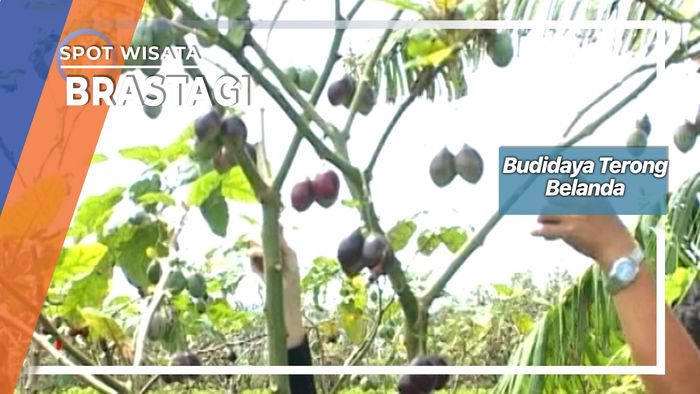 Budidaya Terong Belanda, Brastagi