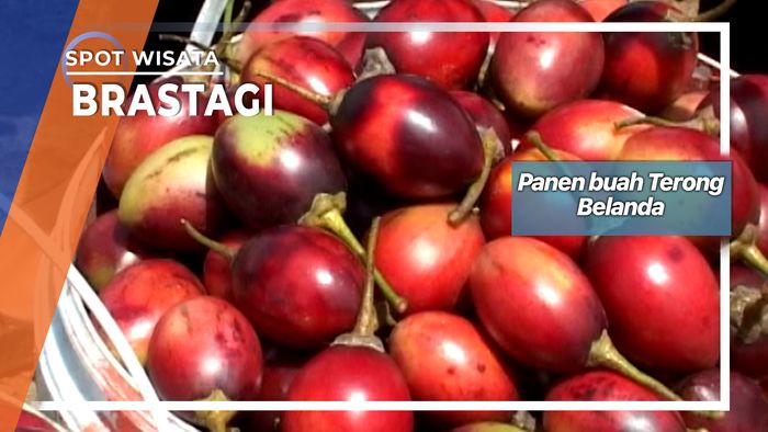 Panen Buah Terong Belanda, Brastagi