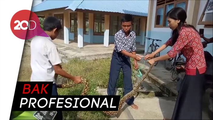 Mantul! Guru Cantik di Mamuju Tengah Taklukkan Ular Piton