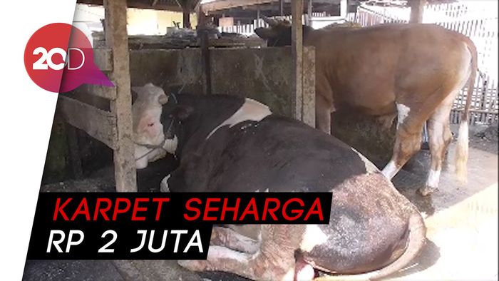 Sapi Kurban Jokowi Manja Banget, Tidurnya Beralaskan Karpet