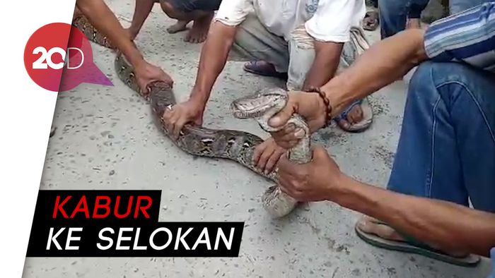 Waduh! Ular yang Ditemukan Warga di Lubang WC Terlepas