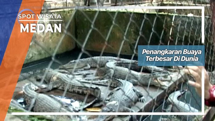 Penangkaran Buaya Asam Kumbang Medan