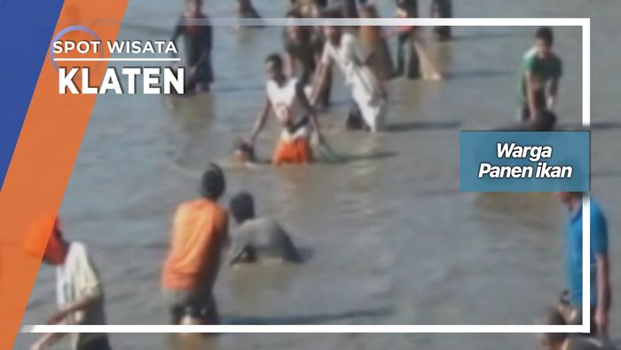 Panen Ikan Warga Gemblegan Kalikotes Klaten