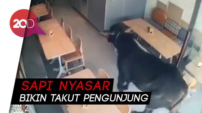Bikin Kaget, Ada Sapi Kurban Mampir ke Kafe Semarang