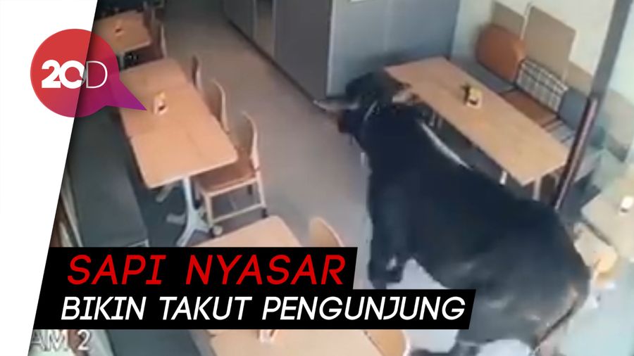 Bikin Kaget, Ada Sapi Kurban Mampir ke Kafe Semarang